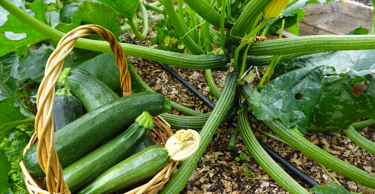 Courgette growing
